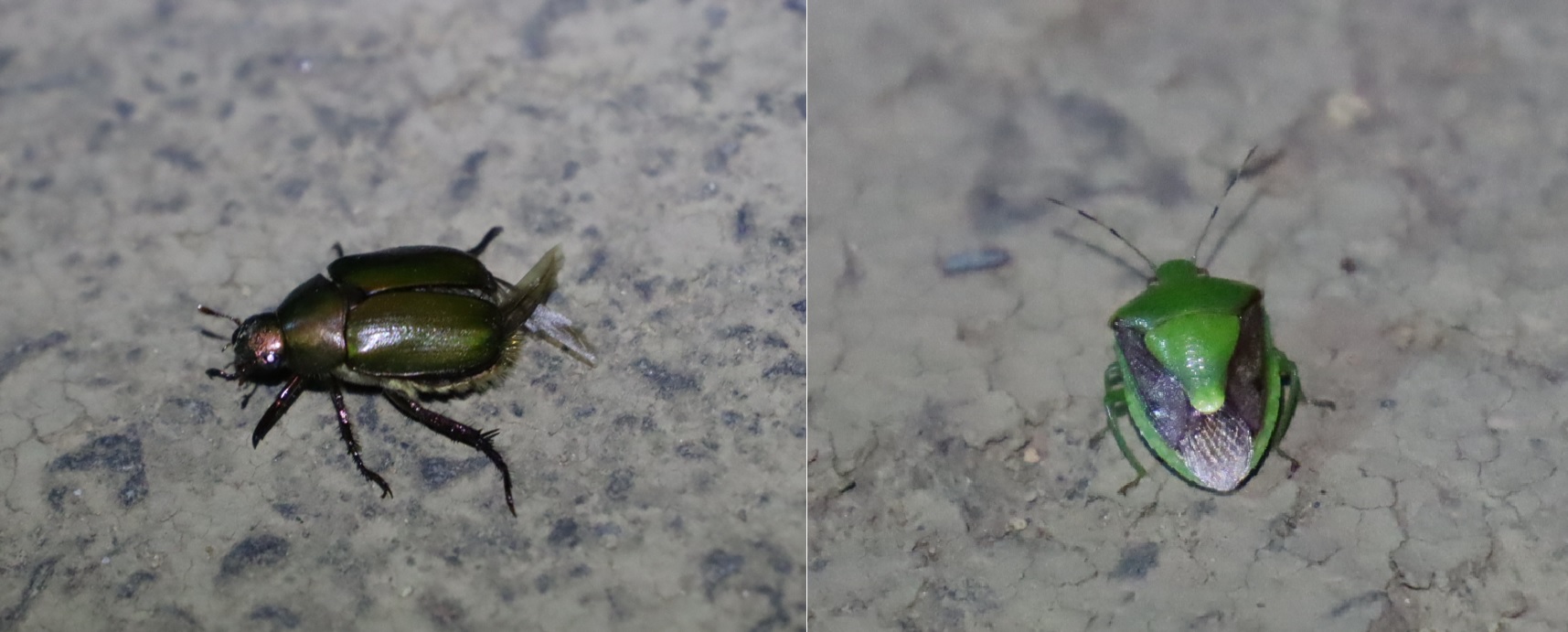 ドウガネブイブイ、チャバネアオカメムシ_ライトウォッチング_クヌギ林から100m_2023年8月16日19時35分気温27度