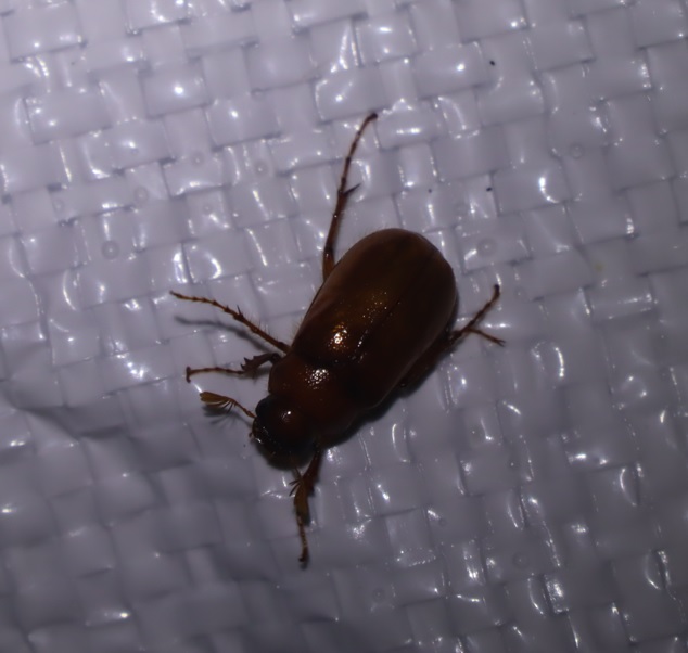 ナガチャコガネ_ライトウォッチング_標高855m-Ｏ峠_2023年7月20日19時45分気温20度