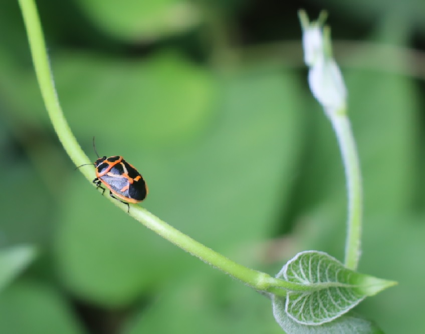 ナガメ_昆虫バカセフィールド_2023年6月24日9時45分気温24.9度