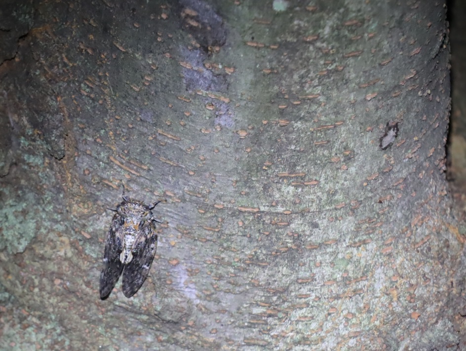 ニイニイゼミ_桜の幹-暗い雑木林_2023年7月14日19時30分気温28.2度