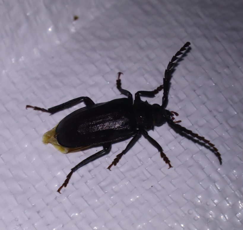 ノコギリカミキリ_ライトウォッチング_標高855m-Ｏ峠_2023年7月20日20時気温18度