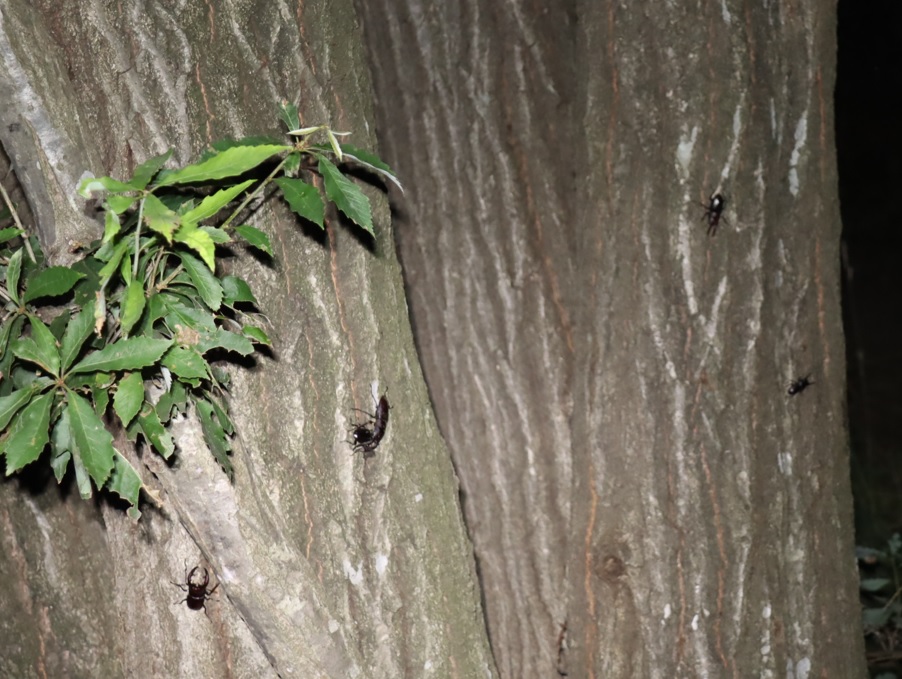 ノコギリクワガタ-1ペア2♂、コクワガタ1♂_コナラ-暗い雑木林_2023年7月14日19時50分気温28.2度