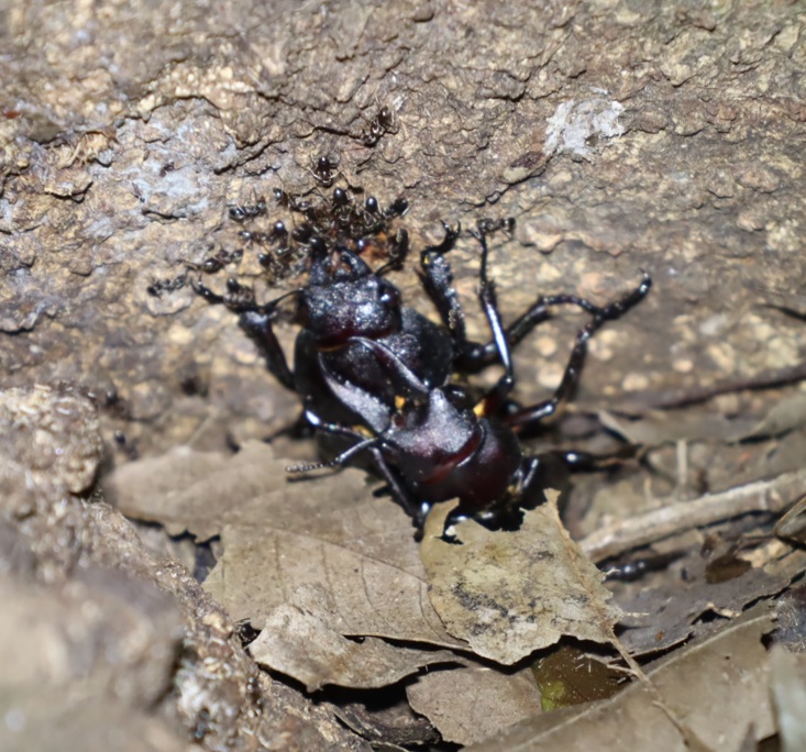 ノコギリクワガタ-1ペア_シラカシ2023年7月14日19時40分気温28.2度