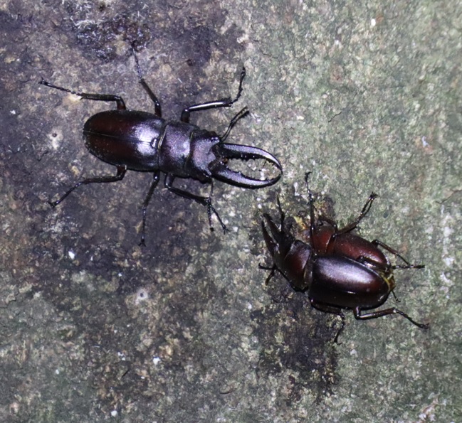 ノコギリクワガタ-1ペア、1♂_シラカシ2023年7月14日19時40分気温28.2度