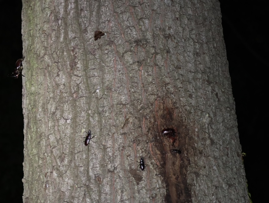 ノコギリクワガタ-1ペア、2♂、コクワガタ1♂、カブトムシ1♂_クヌギN-クヌギ林_2023年7月14日19時40分気温28.2度