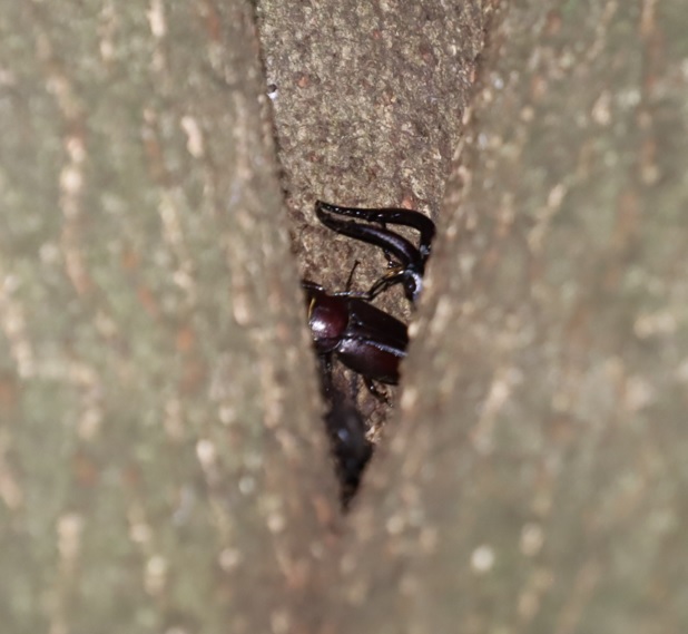 ノコギリクワガタ-1ペア、他_シラカシ2023年7月14日19時40分気温28.2度