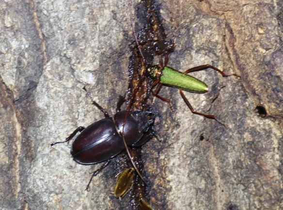 ノコギリクワガタ1♀、アカアシオオアオカミキリ_凄いコナラ_2023年7月10日19時35分気温31度