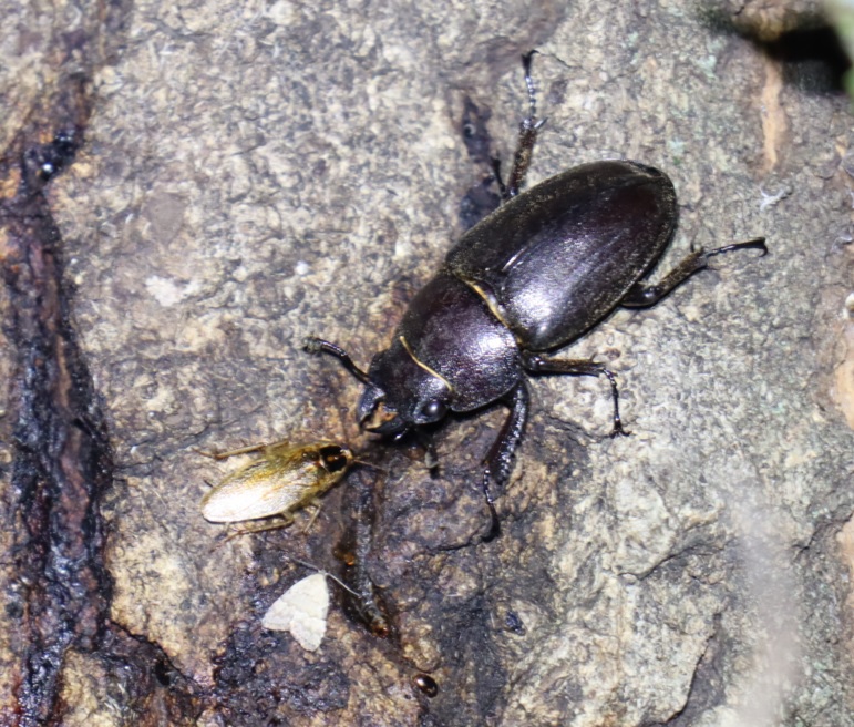 ノコギリクワガタ1♀、モリチャバネゴキブリ、小さな蛾_凄いコナラ_2023年7月10日19時35分気温31度