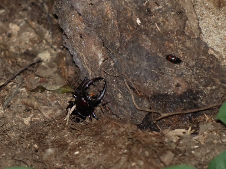 ノコギリクワガタ1♂_クネクネしたヤナギ－ヤナギ林_2023年8月28日20時20分気温28.9度