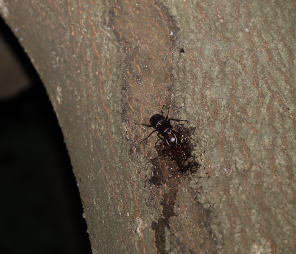 ノコギリクワガタ1♂_シラカシ_2023年7月21日19時55分気温23.5度