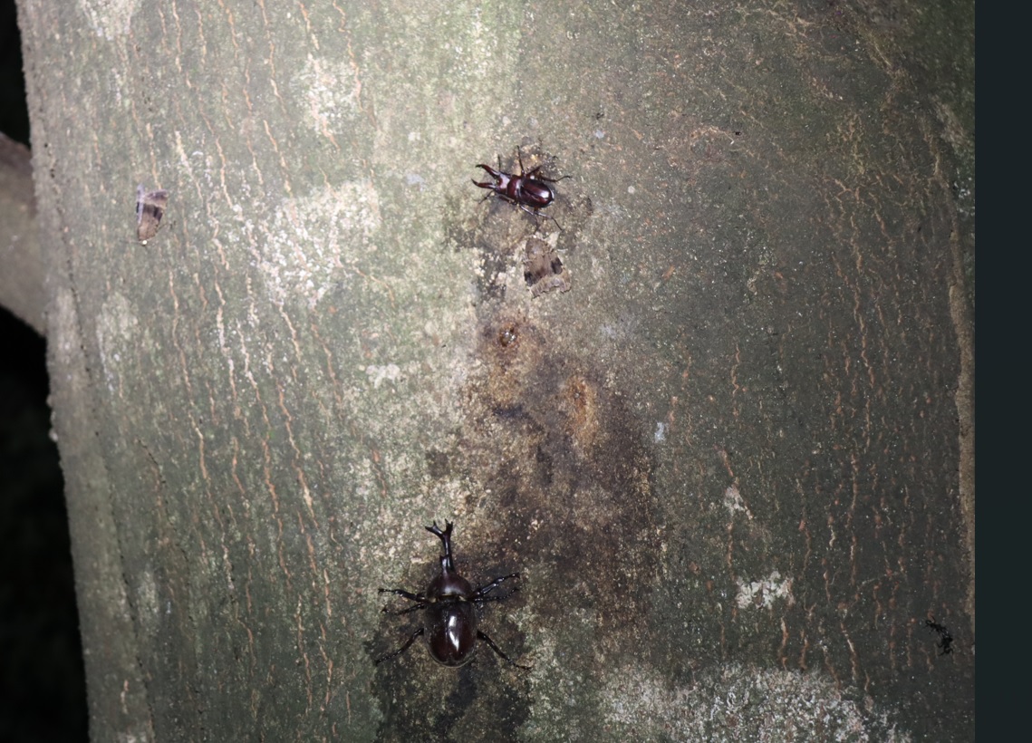 ノコギリクワガタ1♂、カブトムシ1♂_シラカシ_2023年7月21日19時55分気温23.5度
