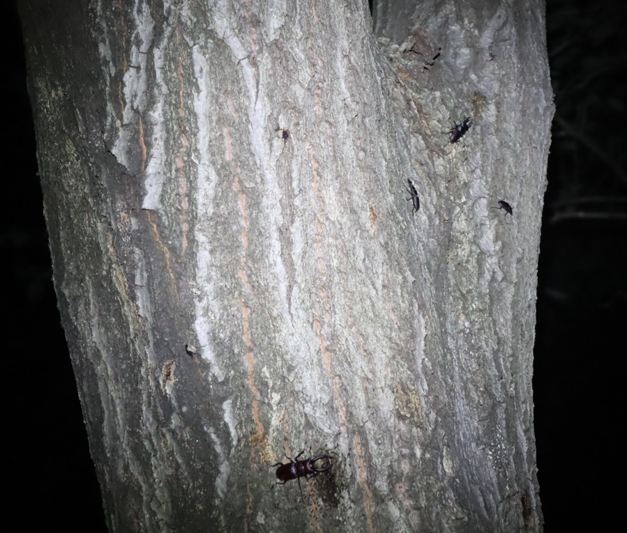 ノコギリクワガタ1♂、コクワガタ2♂1♀_コナラ-暗い雑木林_2023年7月14日19時35分気温28.2度