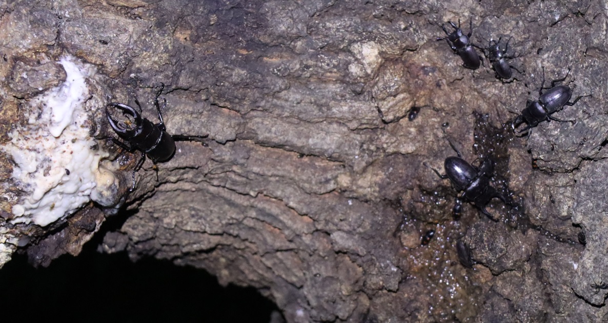 ノコギリクワガタ1♂、コクワガタ4♂_洞の周囲-団地前のクヌギ_2023年6月26日19時20分気温25.2度