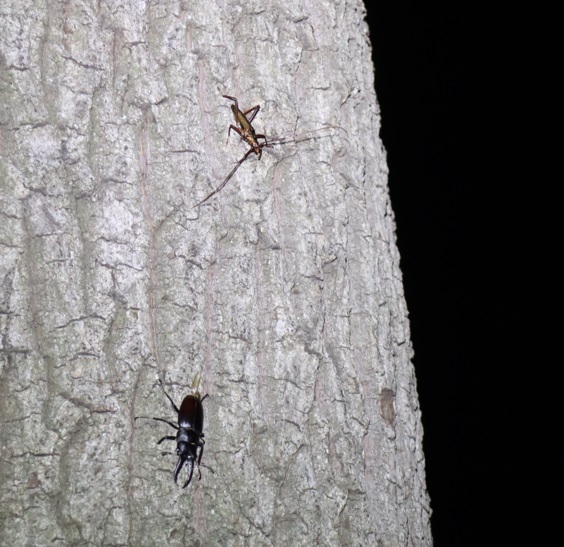 ノコギリクワガタ1♂、ミドリカミキリ_No.3のクヌギｰクヌギ林_2023年8月3日19時30分気温29度