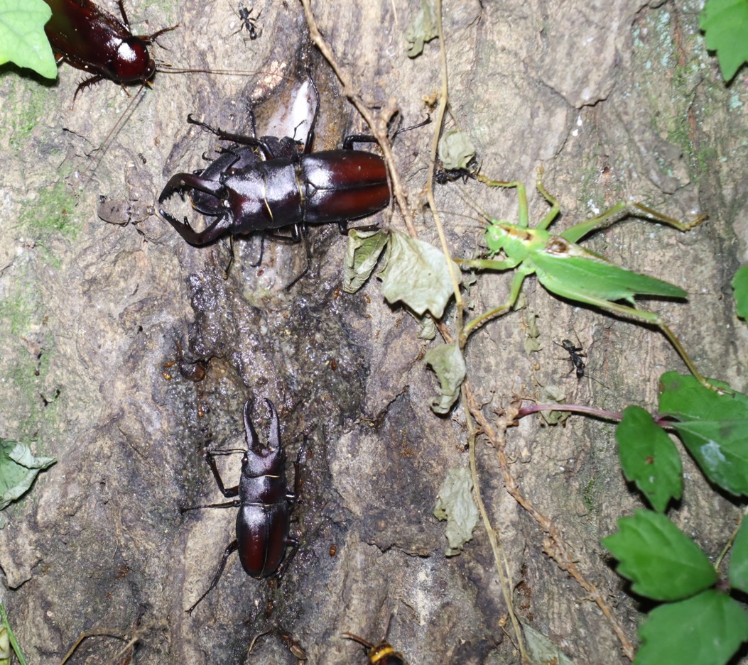 ノコギリクワガタ1ペア、1♂_クヌギ-暗い雑木林_2023年7月14日19時30分気温28.2度