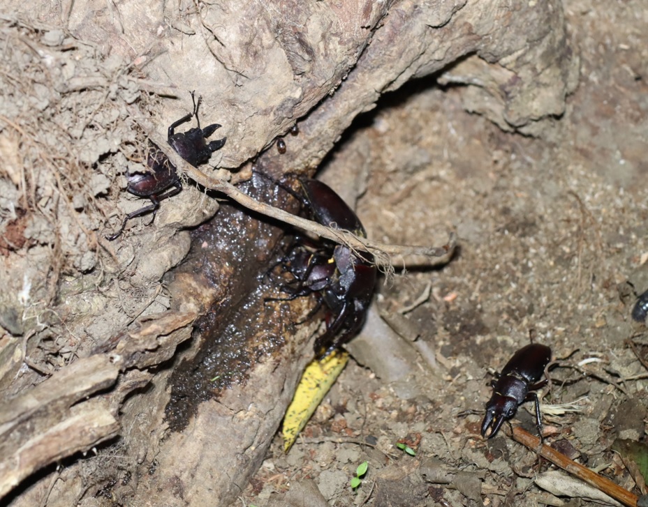 ノコギリクワガタ1ペア、2♂_クネクネしたヤナギ－ヤナギ林_2023年8月28日20時20分気温28.9度