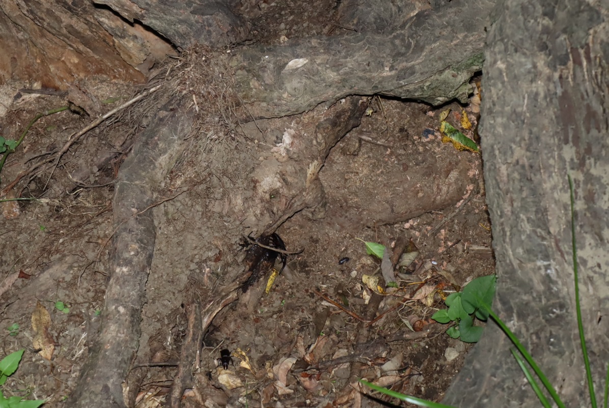 ノコギリクワガタ1ペア、2♂（広角）_クネクネしたヤナギ－ヤナギ林_2023年8月28日20時20分気温28.9度