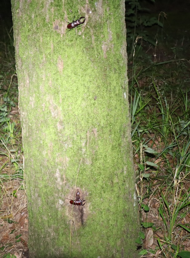 ノコギリクワガタ1ペア＋3♂_苔むしたクヌギ_2023年7月4日20時5分気温25度