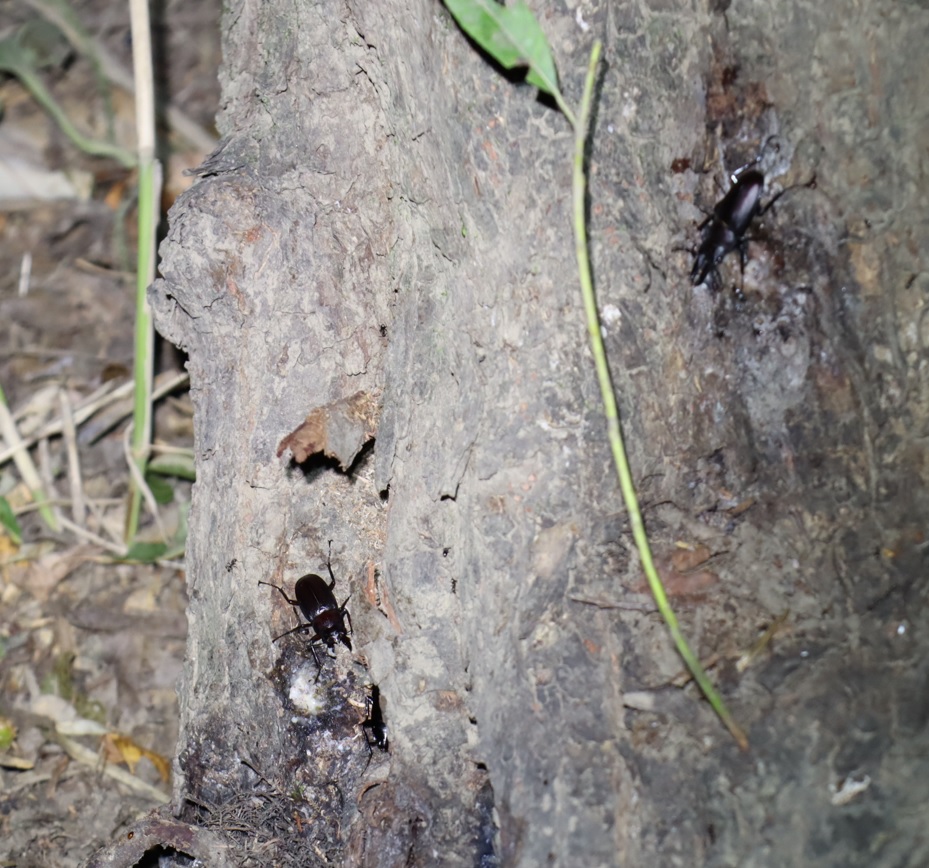 ノコギリクワガタ2♂_くねくねしたヤナギ－ヤナギ林_2023年8月3日19時50分気温29度