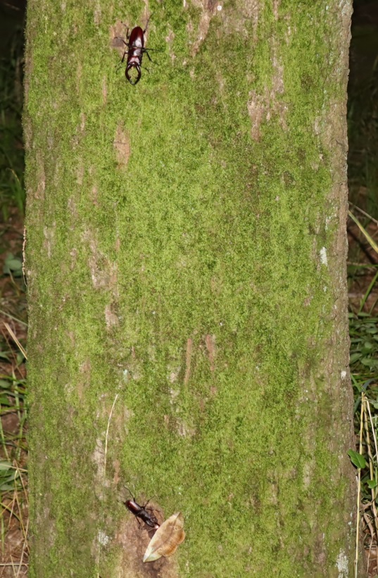 ノコギリクワガタ2♂、カキバトモエ_苔むしたクヌギ（広角）_2023年6月29日19時50分気温29.2度