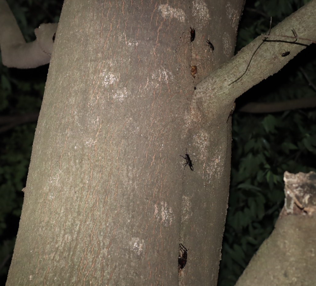 ノコギリクワガタ2ペア、コクワガタ2♂1♀_シラカシ_2023年8月3日19時45分気温29度