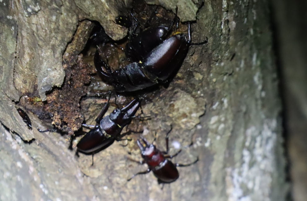 ノコギリクワガタ3♂1♀_枝先のヤナギ－ヤナギ林_2023年6月26日19時50分気温24.7度