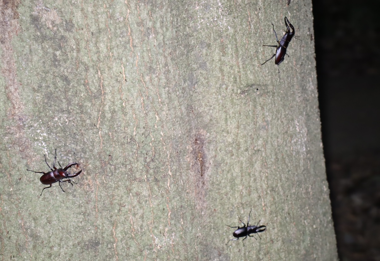 ノコギリクワガタ3♂_シラカシ_2023年8月3日19時45分気温29度