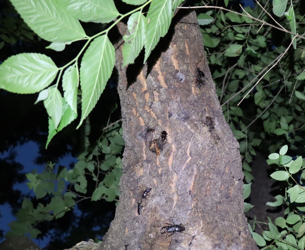 ノコギリクワガタ3♂、コクワガタ2♂_団地前のクヌギ_2023年7月4日19時25分気温25.6度