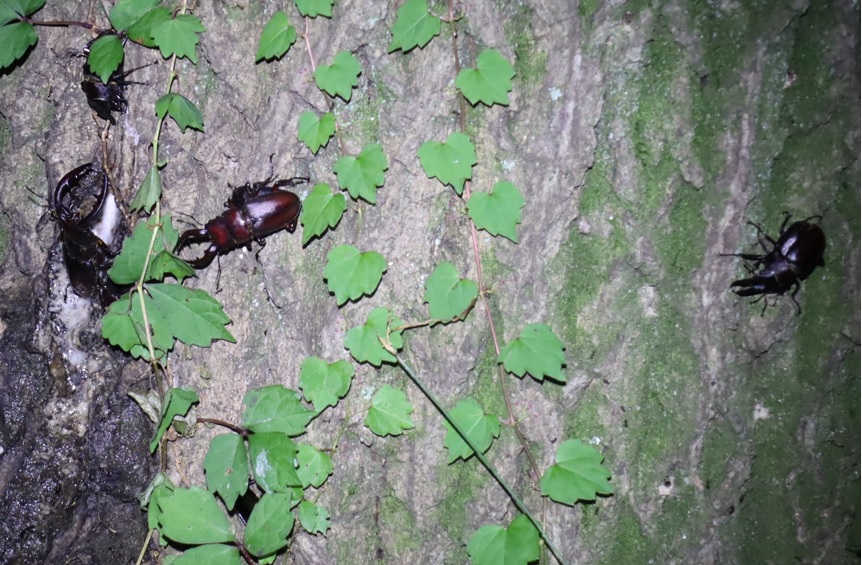 ノコギリクワガタ4ペア_暗い雑木林に生えたクヌギ_2023年7月11日20時気温30.8度