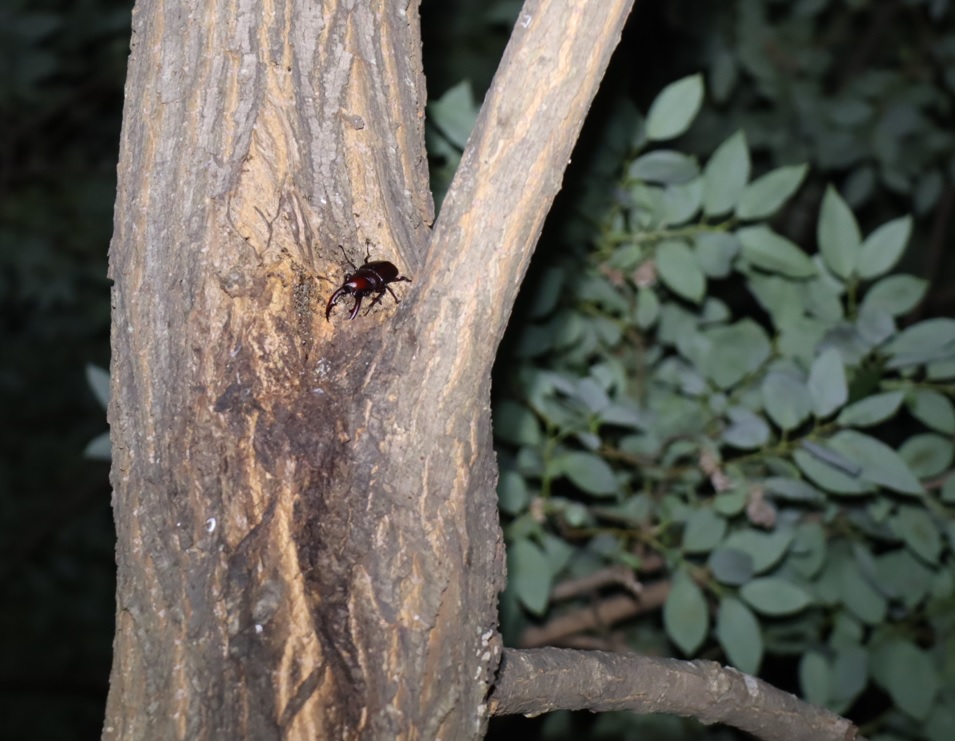 ノコギリクワガタ♂_その他の洞があるヤナギ－ヤナギ林_2023年7月21日20時気温23.6度