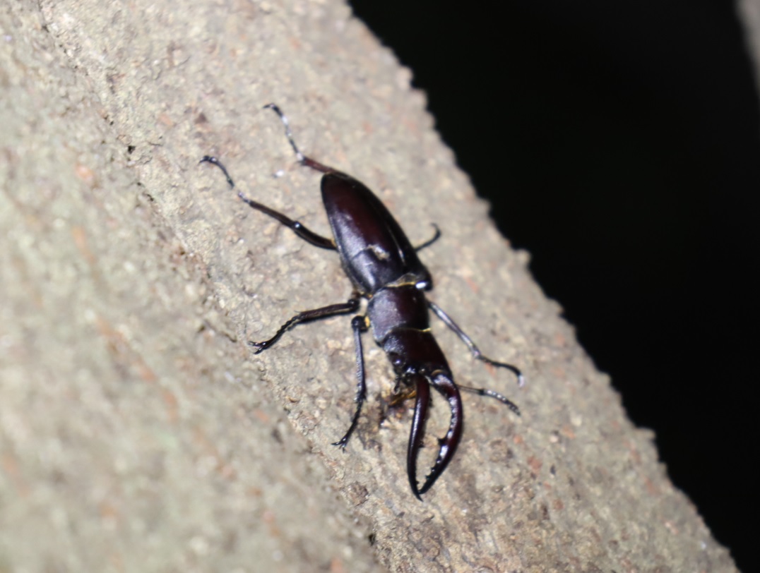 ノコギリクワガタ♂_シラカシ_2023年8月3日19時45分気温29度