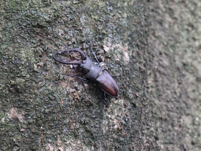 ノコギリクワガタ♂_シラカシ－昆虫バカセフィールド_2023年6月24日11時30分気温26.8度