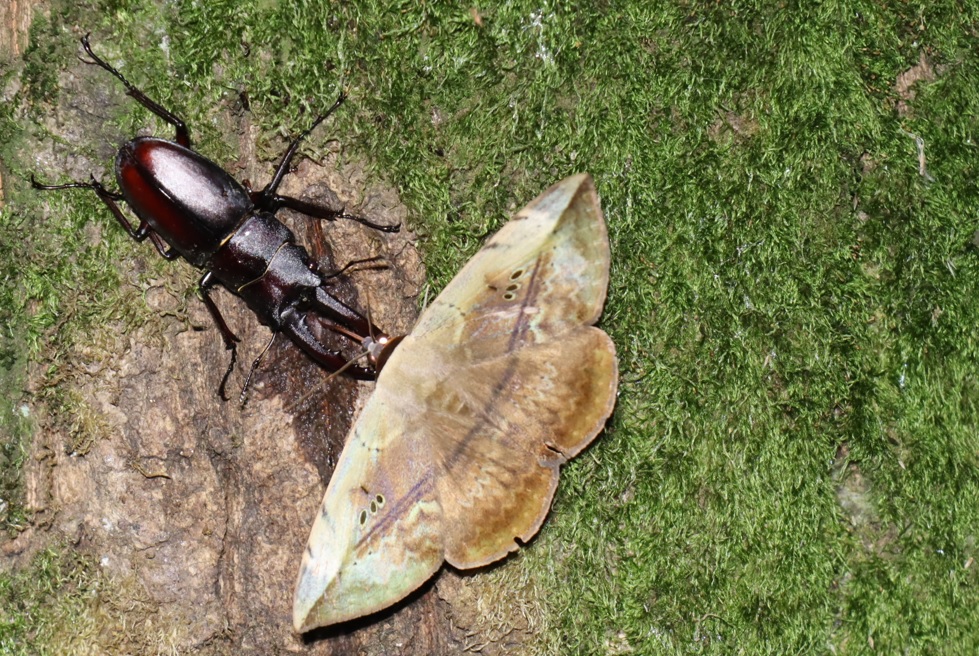 ノコギリクワガタ♂、カキバトモエ_苔むしたクヌギ_2023年6月29日19時50分気温29.2度