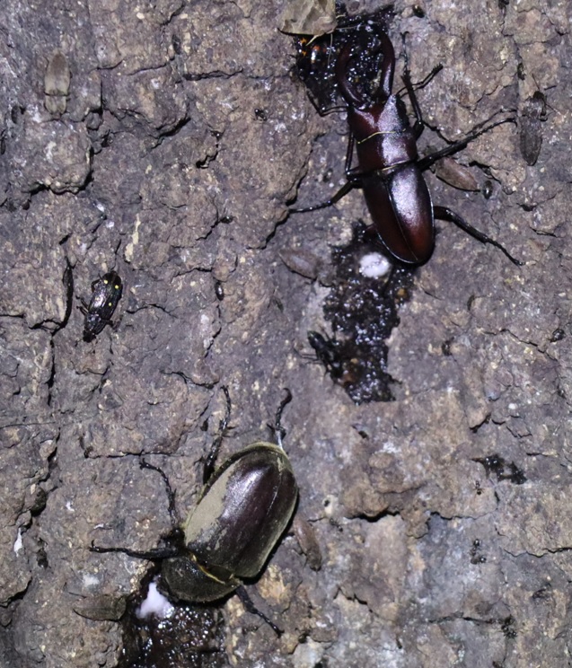 ノコギリクワガタ♂、カブトムシ♀_No3のクヌギ-クヌギ林_2023年8月16日20時気温26.9度