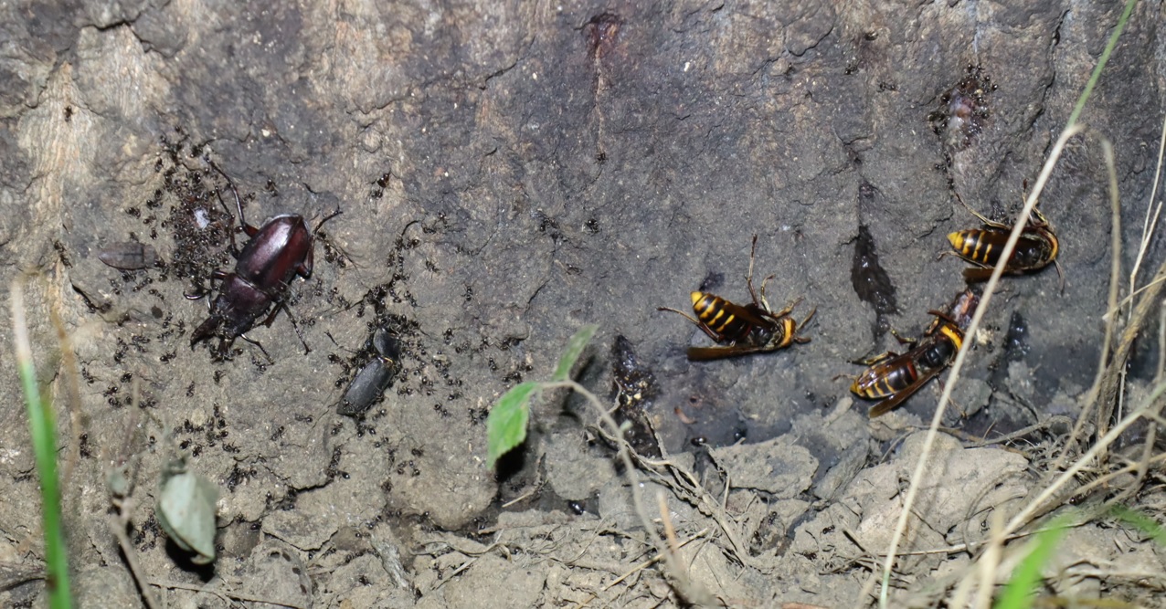 ノコギリクワガタ♂、コクワガタ♀、モンスズメバチ-3匹_苔むしたクヌギ_2023年8月10日19時45分気温29度