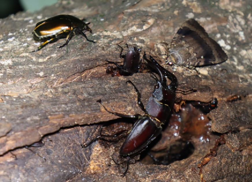 ノコギリクワガタ♂、コクワガタ♂、カナブン_枝先のヤナギ－ヤナギ林_2023年6月26日19時50分気温24.7度