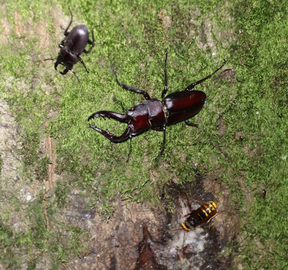ノコギリクワガタ♂、コクワガタ♂、モンスズメバチ_苔むしたクヌギ_2023年7月14日19時35分気温28.2度