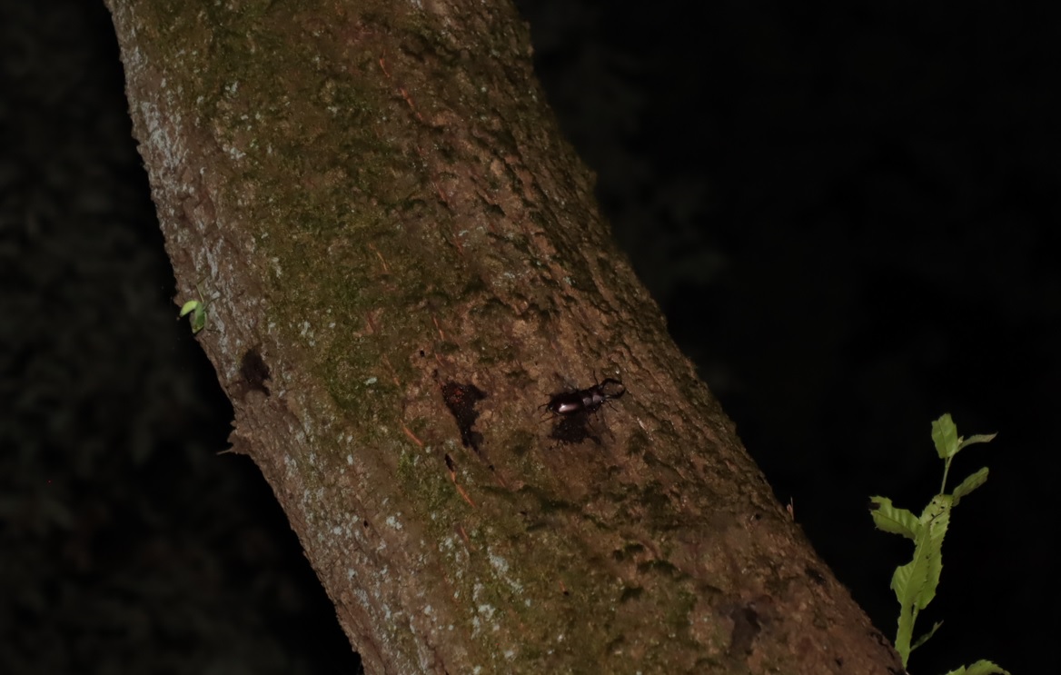 ノコギリクワガタ♂、ハラビロカマキリ幼虫_クヌギ_クツワムシの森_2023年8月18日19時35分気温29.5度