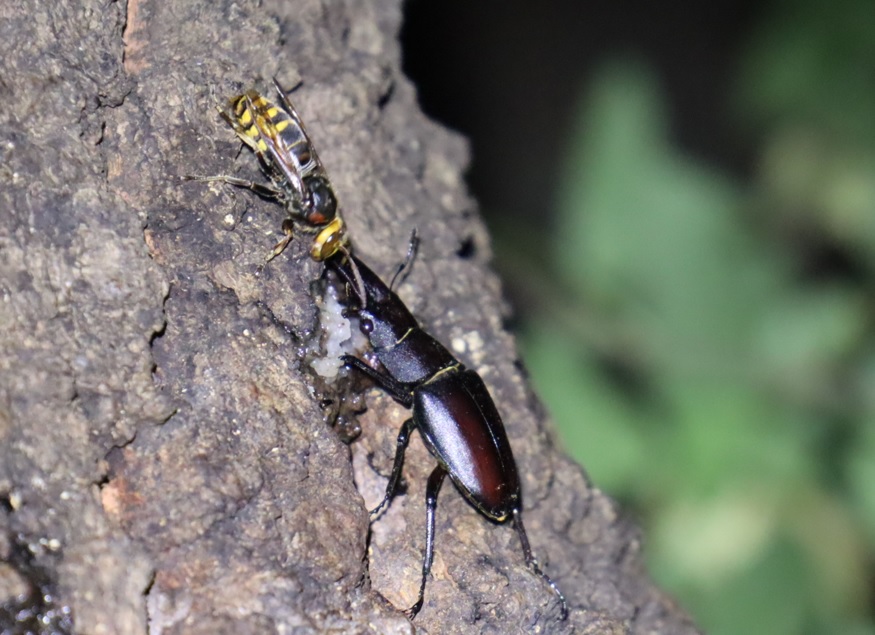 ノコギリクワガタ♂、モンスズメバチ_団地前のクヌギ_2023年7月14日19時20分気温27.8度