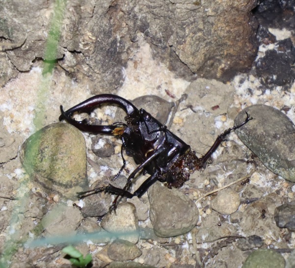 ノコギリクワガタ♂の死骸_クヌギ-暗い雑木林_2023年7月14日19時30分気温28.2度