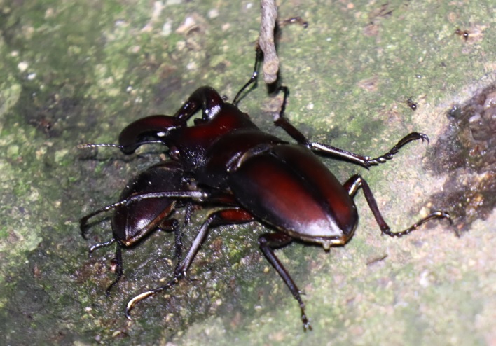 ノコギリクワガタのペア-2組目_シラカシ_2023年6月30日19時50分気温25.8度