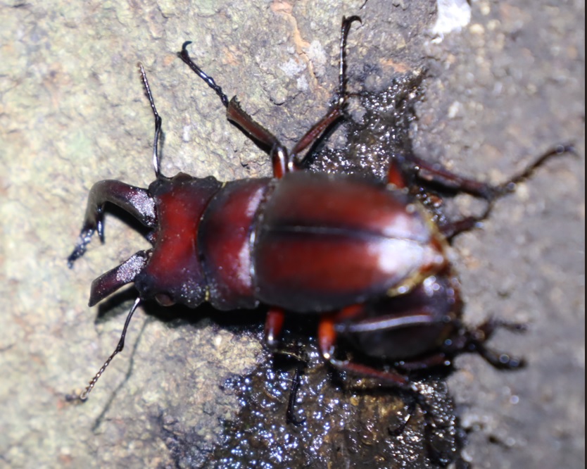 ノコギリクワガタのペア_シラカシ_2023年6月30日19時50分気温25.8度