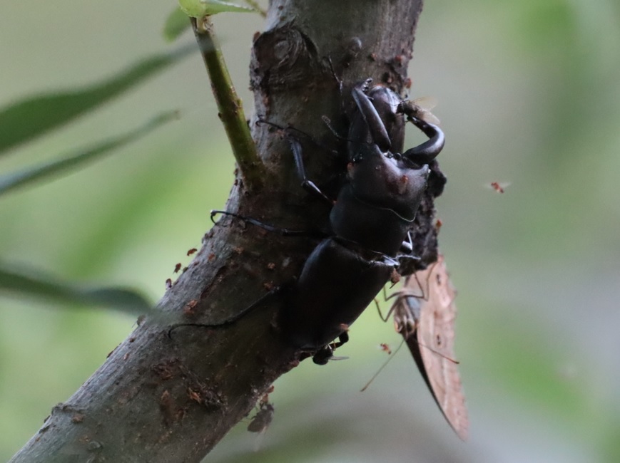 ノコギリクワガタのペア_川縁のヤナギ_2023年6月17日5時5分気温18.5度