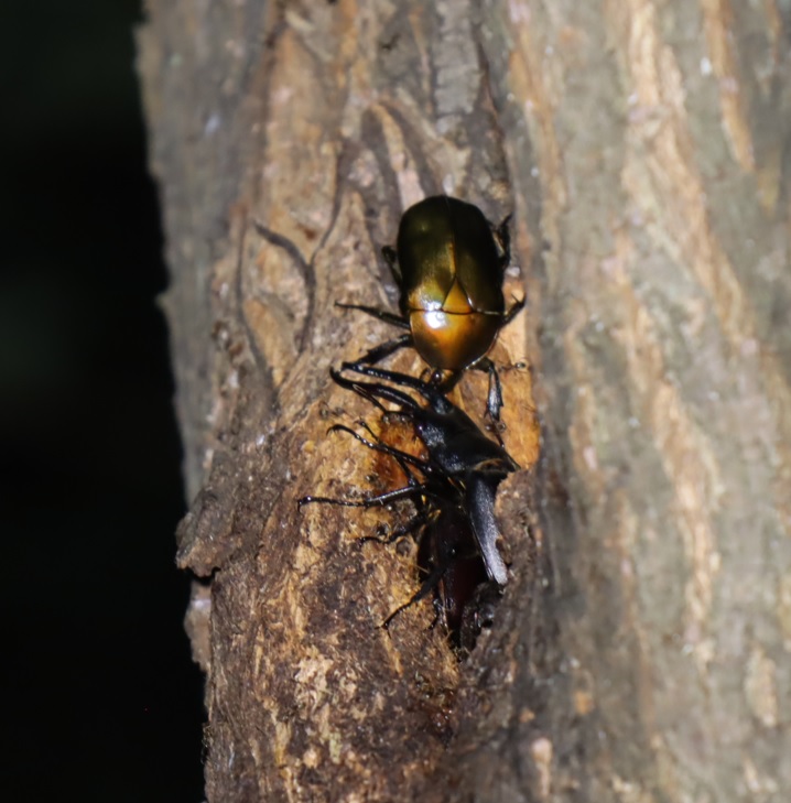 ノコギリクワガタのペア_頭上の洞－その他の洞があるヤナギ－ヤナギ林_2023年6月29日19時40分気温29.4度