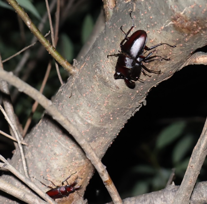 ノコギリクワガタのペア、1♂_クネクネしたヤナギ－ヤナギ林_2023年6月29日19時40分気温29.4度