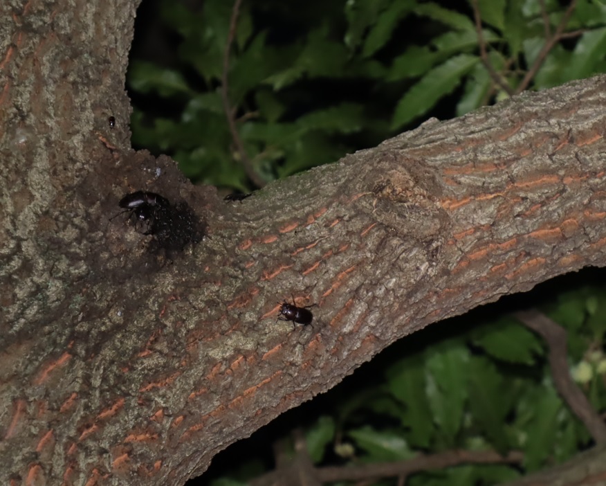 ノコギリクワガタのペア、１♀_団地前のクヌギ_2023年6月30日19時35分気温26度
