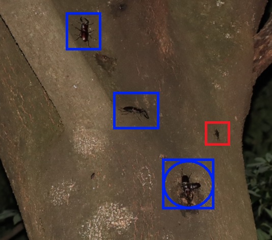 ノコギリクワガタのペア＋2♂、コクワガタ1♂_シラカシ_2023年6月29日19時45分気温29.3度