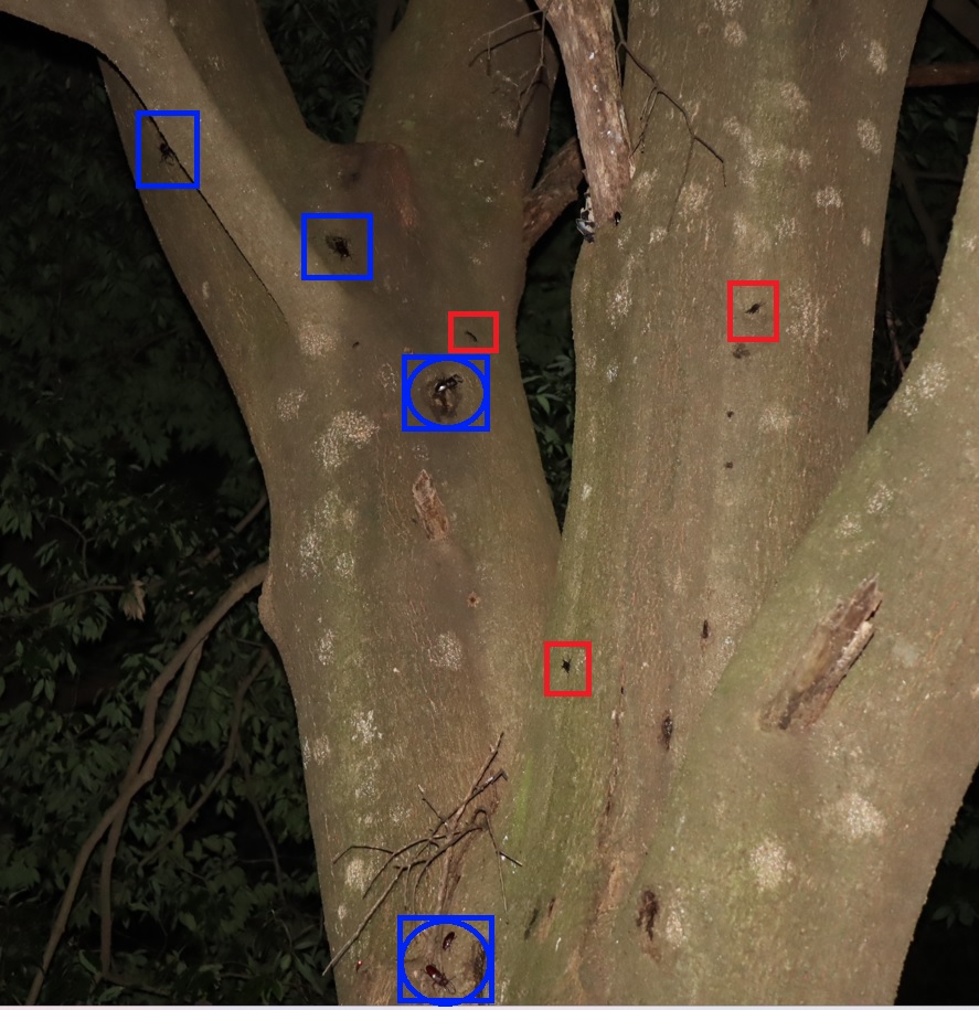 ノコギリクワガタのペア＋3♂1♀、コクワガタ3♂_シラカシ（広角）_2023年6月29日19時45分気温29.3度