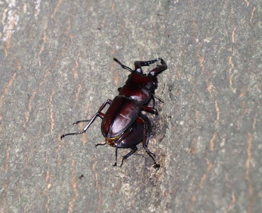 ノコギリクワガタペア_シラカシ_2023年8月3日19時45分気温29度