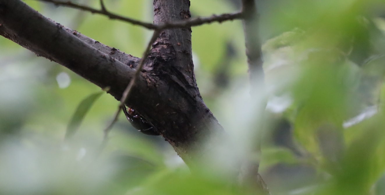 ノコギリクワガタペア_川縁のヤナギ_2023年6月22日5時気温20度